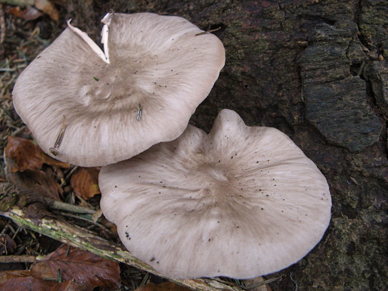 Per chi si vuol divertire!